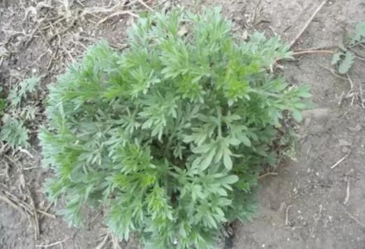 白蒿能生吃嗎?白蒿怎么吃才好?