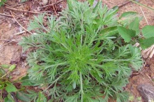 白蒿的功效與作用有哪些?白蒿的食用方法有哪些?