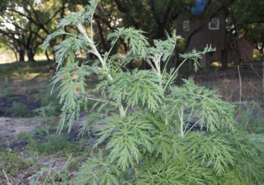白蒿能生吃嗎?白蒿怎么吃才好?