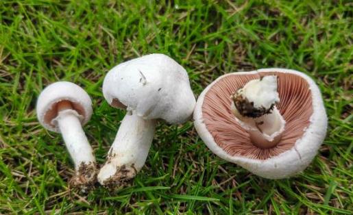 蘑菇含有嘌呤嗎 蘑菇吃多了會(huì)中毒嗎