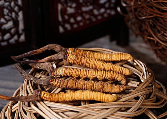 冬蟲(chóng)夏草怎么食用最好?發(fā)霉的蟲(chóng)草還能吃嗎