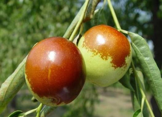 冬棗紅了還能吃嗎?冬棗可以放甜嗎