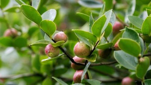 花深里特級(jí)有機(jī)鮮榨山茶油 只為國(guó)人吃的健康更安心