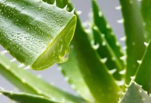 蘆薈吃多了對身體有什么影響?哪種蘆薈是可以吃的