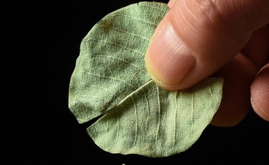 金錢(qián)草吃多久才能排腎結(jié)石 長(zhǎng)期用金錢(qián)草泡水喝有什么副作用