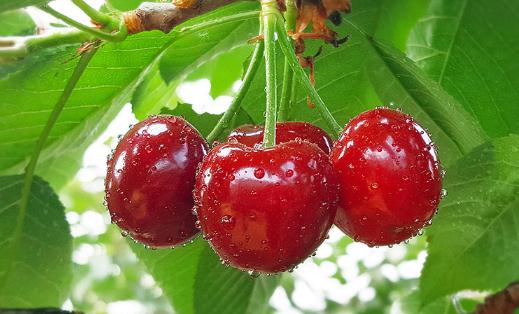 車厘子可以和橙子一起吃嗎 車厘子可以和柿子一起吃嗎