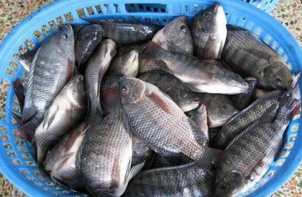羅非魚是哪來的?和鯽魚有關(guān)系嗎?