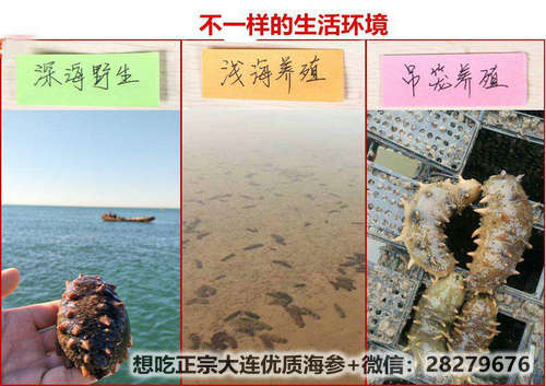 海參的泡發(fā)方法竟如此簡單!細(xì)數(shù)干海參泡發(fā)的正確方法 src=http___5b0988e595225.cdn.sohucs.com_images_20200407_b3833c3a993c48869526aec23d7c7702.jpeg&refer=http___5b0988e595225.cdn.sohucs.jpg