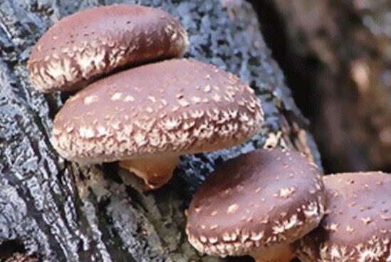 痛風(fēng)患者可以吃冬菇嗎?冬菇是高嘌呤食物嗎?