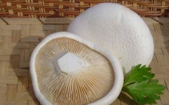 手術(shù)后可以吃白靈菇嗎?白靈菇有哪些功效?