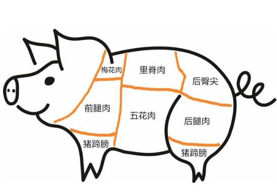 偶爾吃一次五花肉會不會胖?上五花肉和下五花肉在豬身上示意圖片