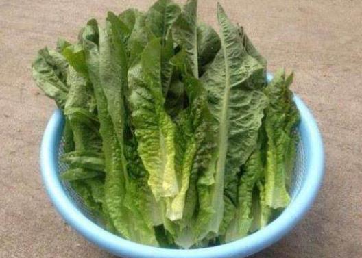 萵筍葉生吃好還是熟吃好?萵筍葉沒(méi)焯水吃了對(duì)身體有害嗎