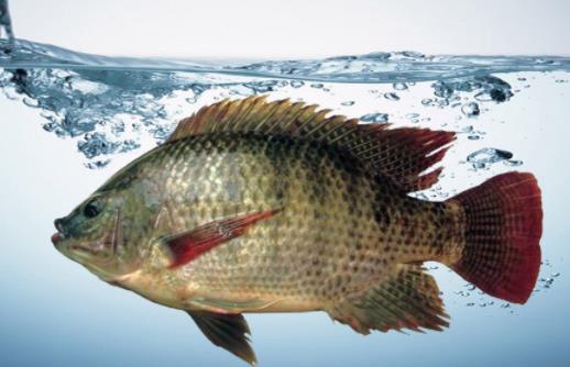 羅非魚是海魚還是河魚 羅非魚可以冷凍嗎
