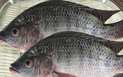 羅非魚是海魚還是河魚 羅非魚可以冷凍嗎
