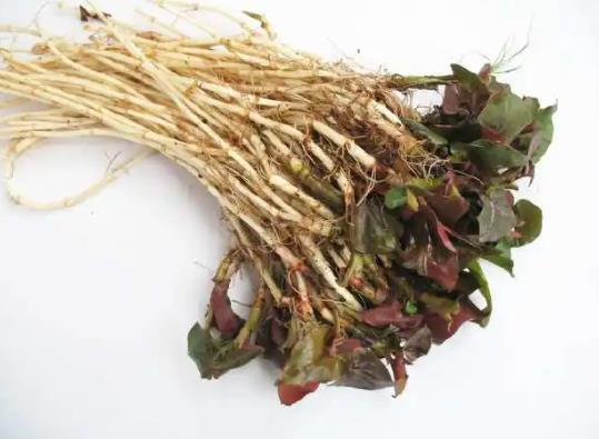 魚腥草生吃有毒嗎?魚腥草是什么味道的
