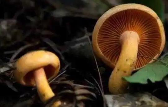 痛風(fēng)可以吃松樹菌嗎?松樹菌有哪些功效?