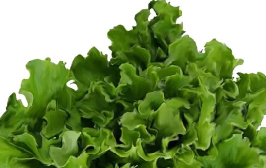 經(jīng)期可以吃生菜嗎?吃生菜需要注意什么?