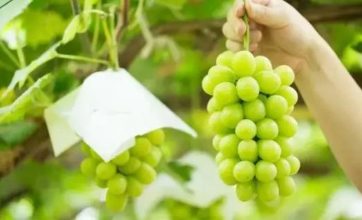葡萄和楊梅可以同食嗎 葡萄和楊梅一天吃多少好