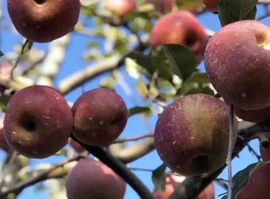 野生丑蘋果是脆的還是面的?丑蘋果真的不打農(nóng)藥嗎