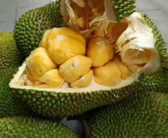 菠蘿蜜放冰箱半個月還能吃嗎?如何撥開整個菠蘿蜜