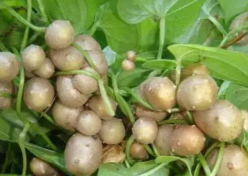 山藥豆怎么長期保存?山藥豆發(fā)芽了是什么樣子的圖片