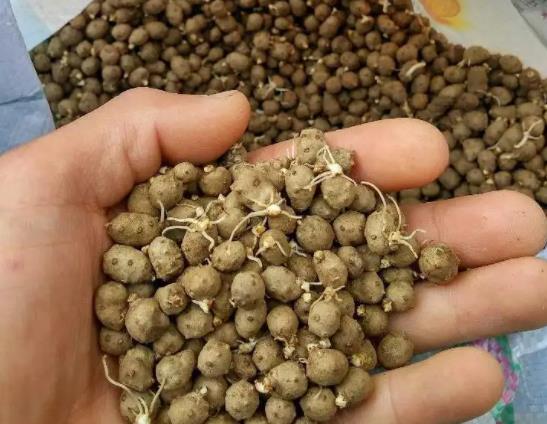 山藥豆怎么長期保存?山藥豆發(fā)芽了是什么樣子的圖片
