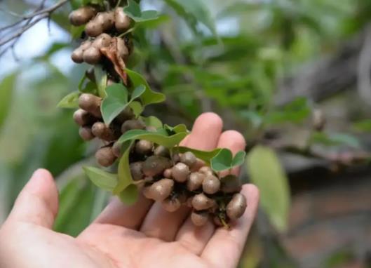 山藥豆和山藥的營養(yǎng)價(jià)值一樣嗎?山藥豆發(fā)芽了還能吃嗎