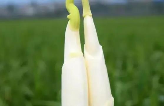 吃茭白會催乳嗎?脯乳期怎么吃茭白?