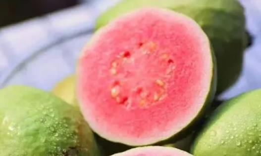 糖尿病患者可以吃芭樂嗎?芭樂可以和羊肉一起吃嗎?