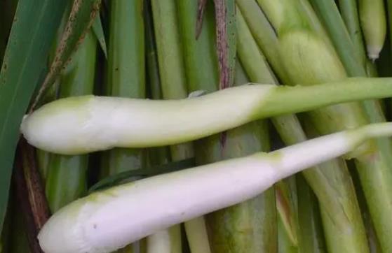 有腎結(jié)石可以吃茭白嗎?吃茭白需要注意什么?