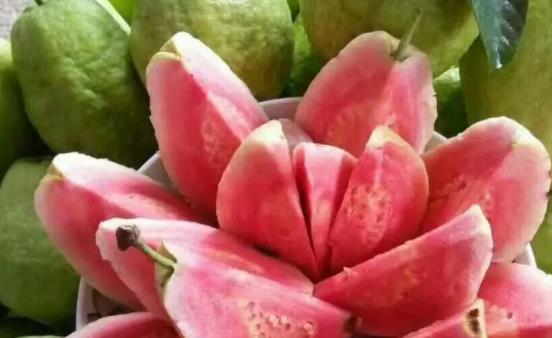 糖尿病患者可以吃芭樂嗎?芭樂可以和羊肉一起吃嗎?
