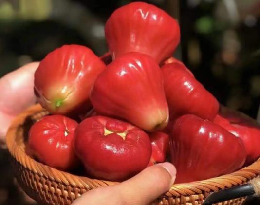 蓮霧紅紅的是染色了嗎?蓮霧從哪一頭吃比較好
