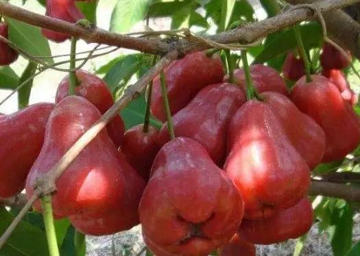 蓮霧和西瓜哪個(gè)糖分高?蓮霧和西瓜哪個(gè)補(bǔ)水