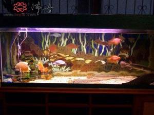 風(fēng)水魚有哪些？風(fēng)水魚缸擺放位置