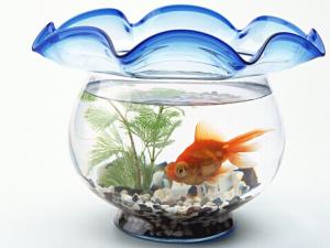 魚(yú)缸的擺放方位-魚(yú)缸與家居運(yùn)勢(shì)的關(guān)系