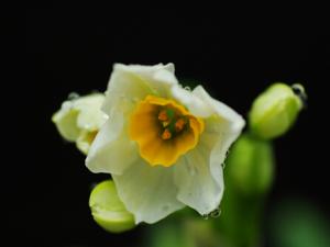 水仙花對家居環(huán)境的影響-水仙花的風水學應(yīng)用