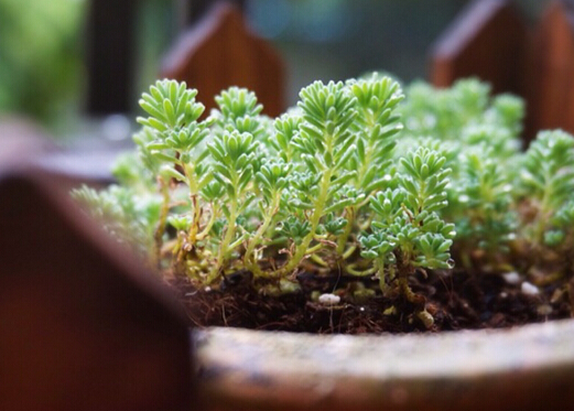 薄雪萬年草的風水學(xué)應(yīng)用-薄雪萬年草與家居風格的搭配