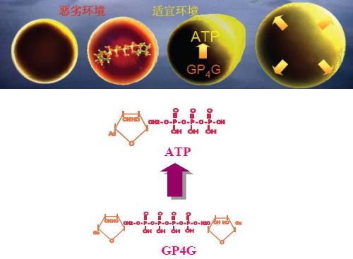 GP4G鹵蟲提取物能修復(fù)DNA損傷嗎?