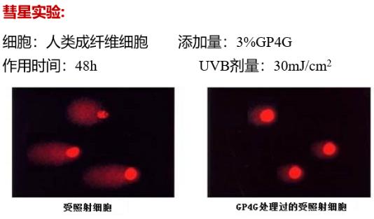 GP4G鹵蟲提取物能修復(fù)DNA損傷嗎?