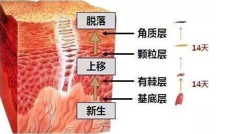 角質(zhì)層薄敏感肌用什么護膚品?朵嘉濃修復產(chǎn)品怎么樣?