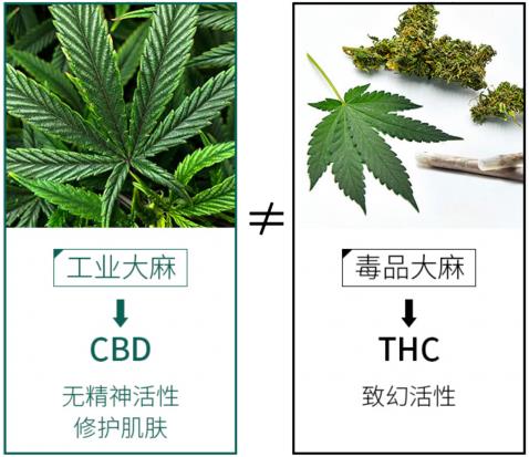 從CBD護(hù)膚品牌魔力肌源的崛起,淺析國(guó)內(nèi)工業(yè)大麻市場(chǎng)的發(fā)展