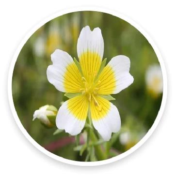 輕松迎接初夏,花間堂護膚精油使用小Tips