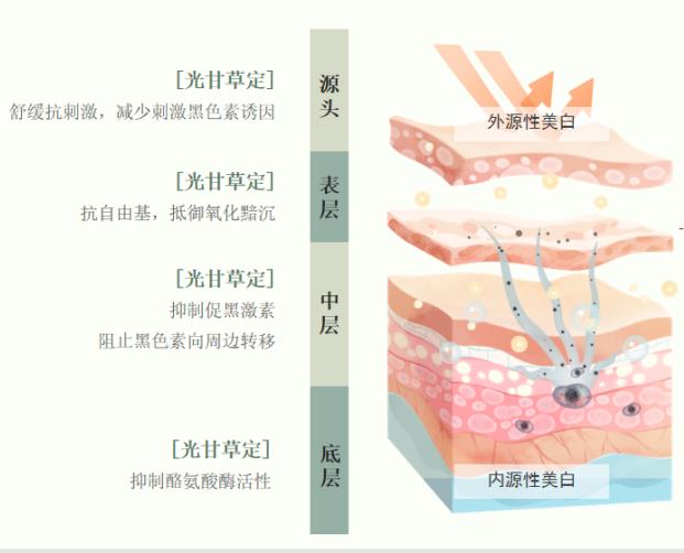 光甘草定被譽(yù)為美白黃金,是更適合中國(guó)膚質(zhì)的美白成分