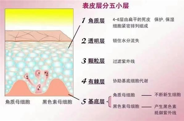 朵嘉濃祛痘凝膠快速祛痘,祛痘新方法真不賴
