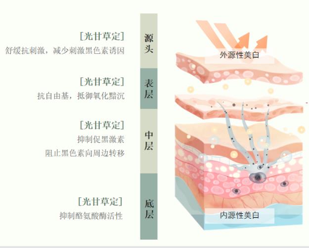 美白開掛了!“美白黃金”光甘草定是何方神物?