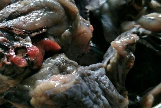 如何保養(yǎng)好自己很關(guān)鍵 4種補(bǔ)氣血食物不可少