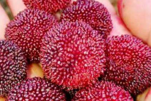 夏季吃3種水果皮膚好 水果又是公認(rèn)的美容之王