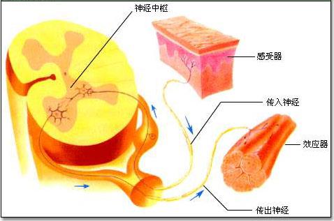 煤醫(yī)整形王馳主任:并不是什么人都適合鼻綜合手術(shù)