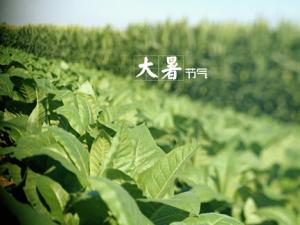 大暑什么意思？大暑怎么預防中暑