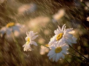 梅雨季節(jié)是什么時(shí)候？梅雨季節(jié)吃什么